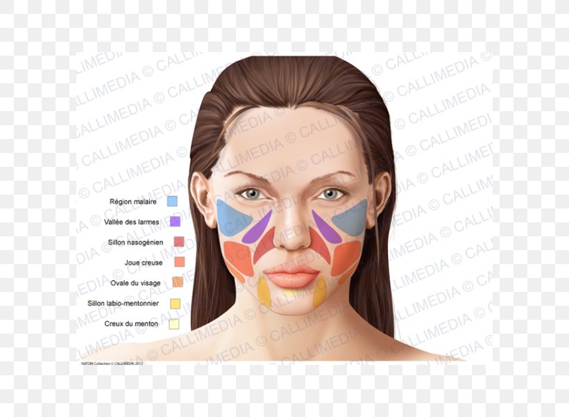 Human Anatomy Nose Chin Zygomatic Bone, PNG, 600x600px, Anatomy, Cheek, Chin, Face, Forehead Download Free