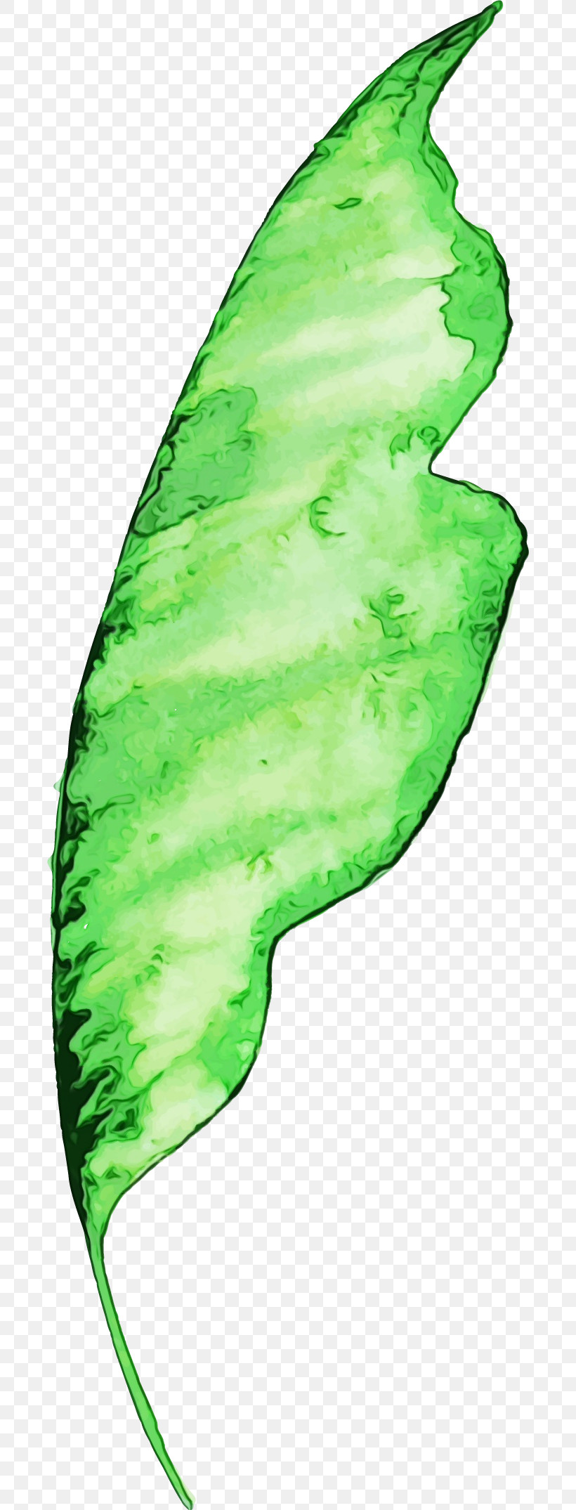 Leaf Plant Stem Green Plants Biology, PNG, 686x2149px, Watercolor, Biology, Green, Leaf, Paint Download Free