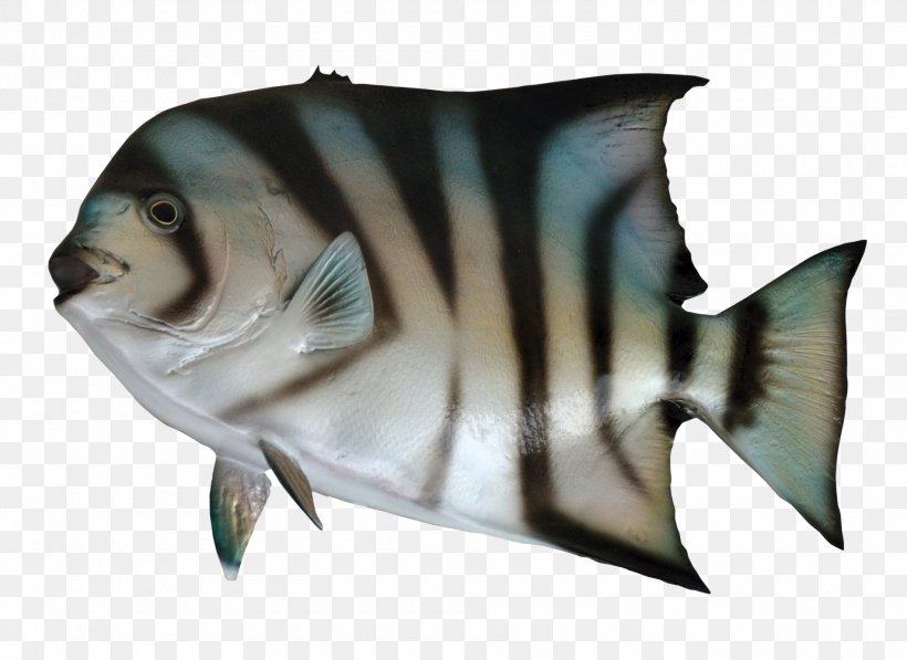 Fish As Food, PNG, 1900x1385px, Fish, Animal, Aquarium, Atlantic Bluefin Tuna, Atlantic Spadefish Download Free