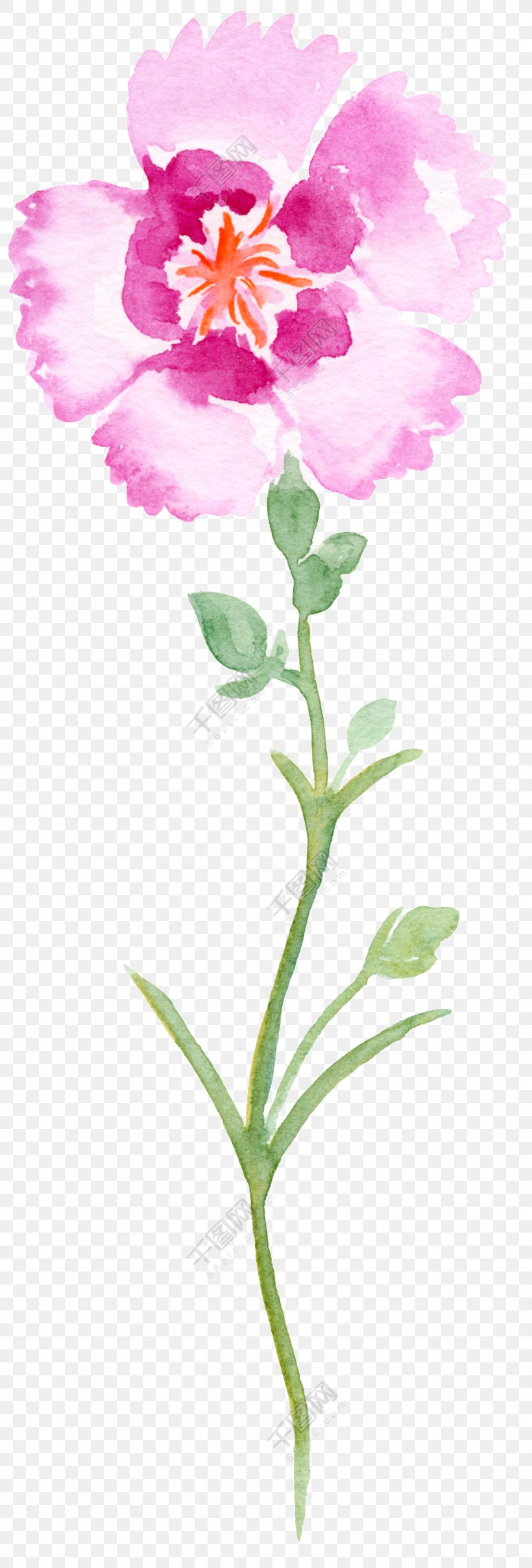 Floral Design Flower Petal Plant Stem, PNG, 1024x3019px, Floral Design, Botany, Cut Flowers, Dianthus, Flora Download Free