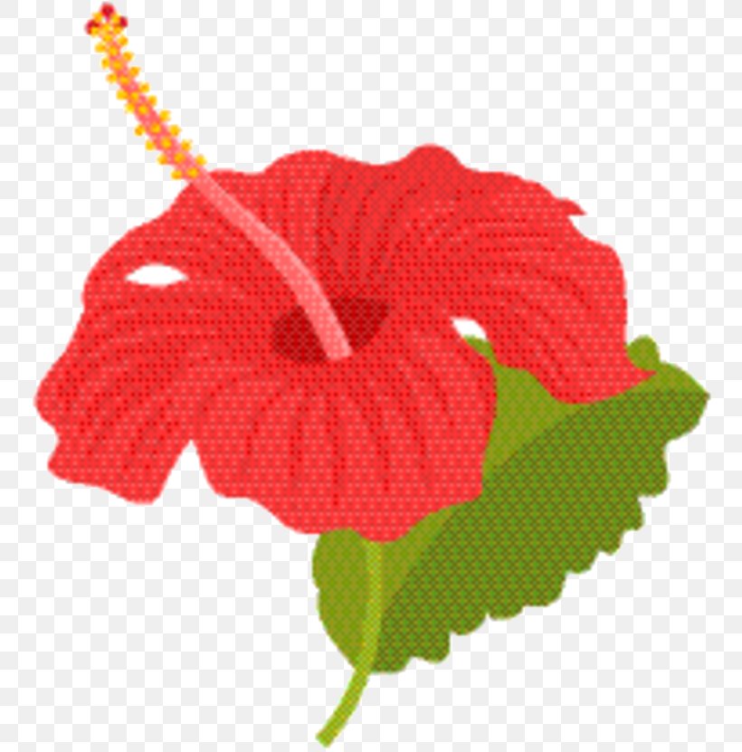 Hibiscus Flower, PNG, 765x831px, Plants, Anthurium, Coquelicot, Flower, Hibiscus Download Free