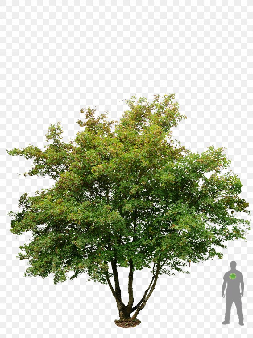 Acer Campestre American Sycamore Embryophyta Tree Sycamore Maple, PNG, 900x1200px, Acer Campestre, American Sycamore, Baum Des Jahres, Branch, Embryophyta Download Free