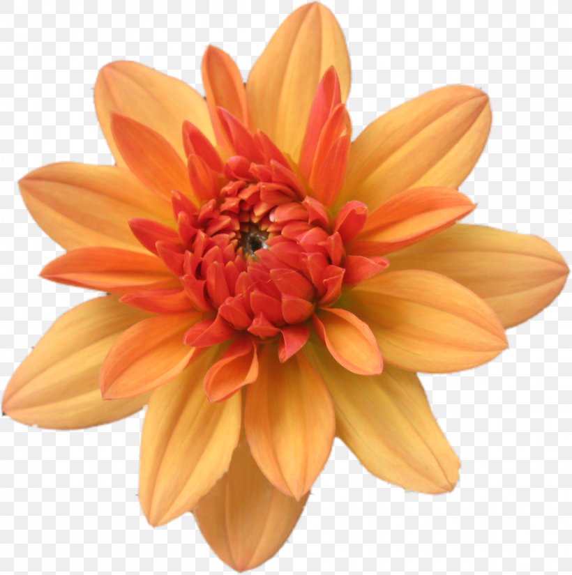 Dahlia Cut Flowers Concert Chrysanthemum Performance, PNG, 1192x1200px, Dahlia, Christmas, Chrysanthemum, Chrysanths, Concert Download Free