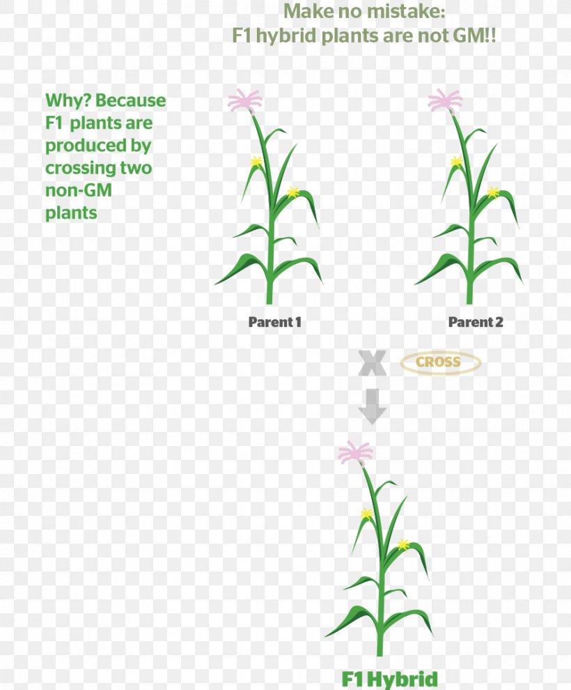 F1 Hybrid Seed Plant Genetics, PNG, 889x1074px, F1 Hybrid, Area, Asexual Reproduction, Backcrossing, Brand Download Free