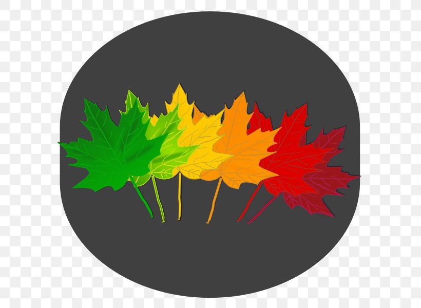 Maple Leaf Red Maple Japanese Maple Norway Maple, PNG, 600x600px, Maple Leaf, Acer Shirasawanum, Autumn, Autumn Leaf Color, Black Maple Download Free