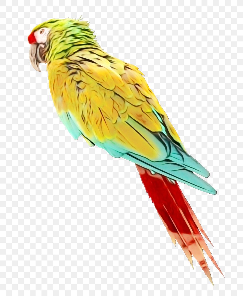 Lovebird, PNG, 765x1000px, Watercolor, Amazon Parrot, Beak, Birds, Budgerigar Download Free