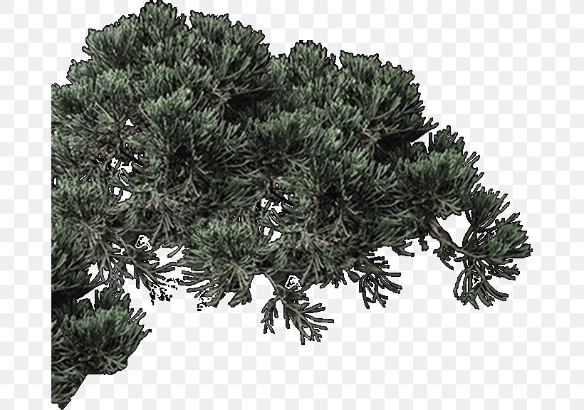 Fir Spruce Pine Evergreen Houseplant, PNG, 676x576px, Fir, Branch, Branching, Conifer, Cypress Family Download Free