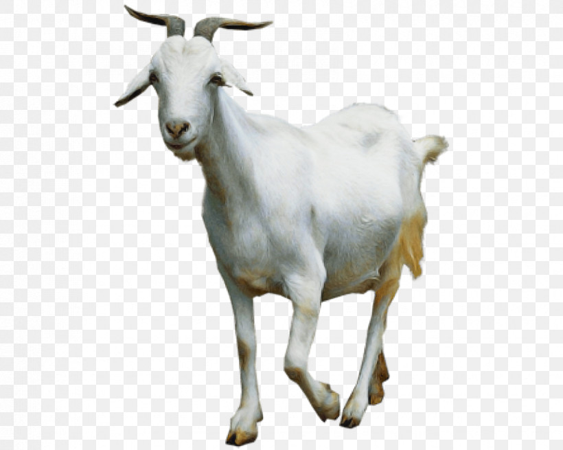 Goat Sheep Family Snout, PNG, 850x679px, Goat, Biology, Childrens Film, Family, Science Download Free