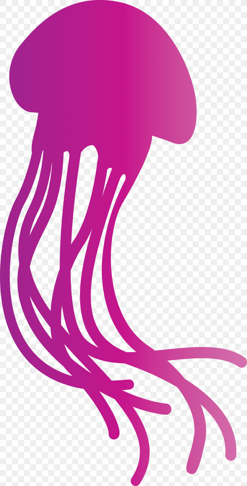 Jellyfish, PNG, 1526x3000px, Jellyfish, Biology, Cartoon, Geometry, Line Download Free