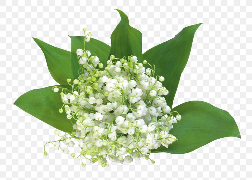Lily Of The Valley Flower Clip Art, PNG, 800x588px, Lily Of The Valley, Cut Flowers, Fleur Blanche, Floral Design, Floristry Download Free