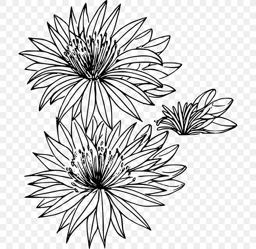Montana Bitterroot Valley Drawing Flower, PNG, 701x800px, Montana, Art, Artwork, Bitterroot, Bitterroot Valley Download Free