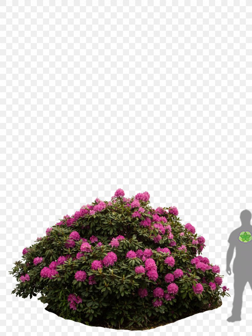 Rhododendron Rose Family Shrub Tree Floral Design, PNG, 900x1200px, Rhododendron, Annual Plant, Family, Family Film, Floral Design Download Free