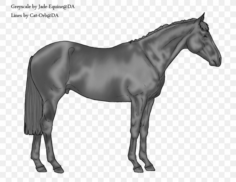 Swiss Warmblood American Paint Horse Australian Stock Horse Stallion, PNG, 900x698px, American Paint Horse, Australian Stock Horse, Black, Black And White, Bridle Download Free