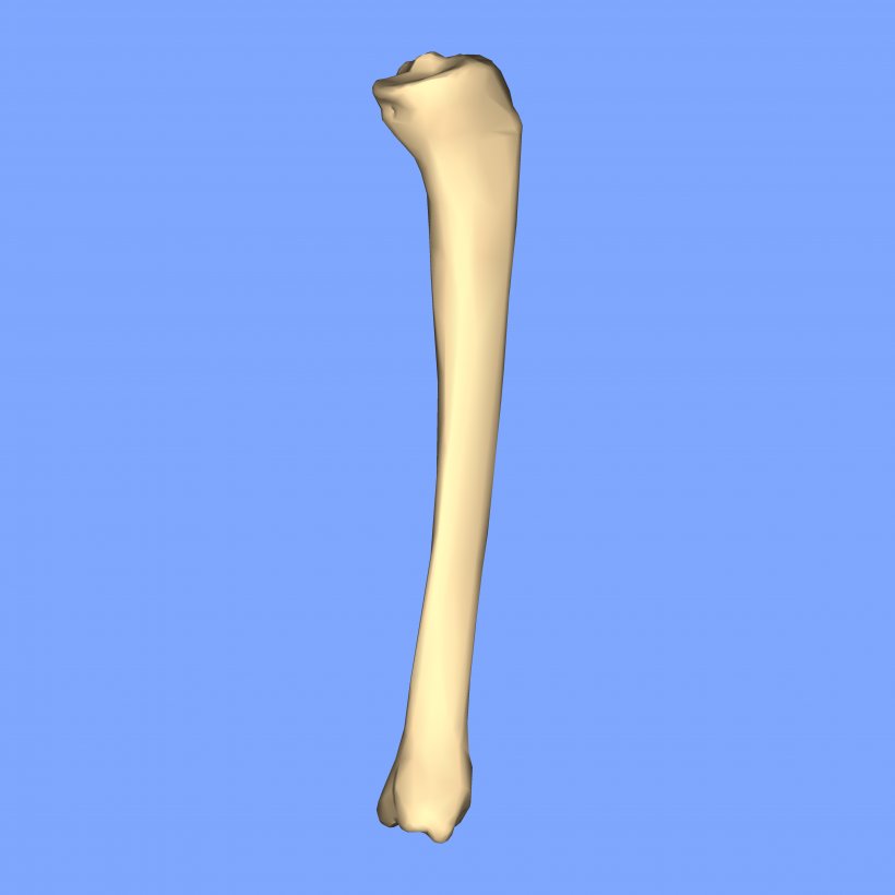 Tibia Joint Medial Collateral Ligament, PNG, 4500x4500px, Tibia, Arm, Bone, Copyright, Display Resolution Download Free