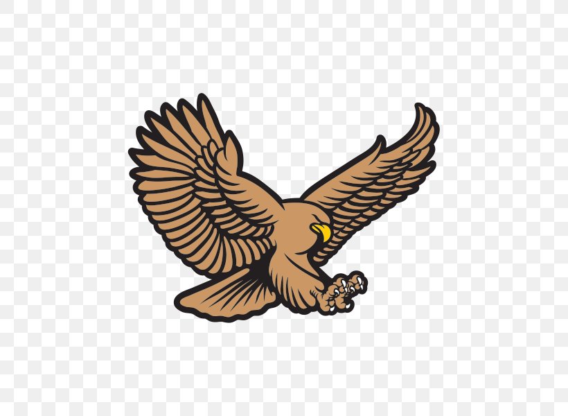 Bald Eagle Hawk Royalty-free, PNG, 600x600px, Bald Eagle, Accipitriformes, Beak, Bird, Bird Of Prey Download Free