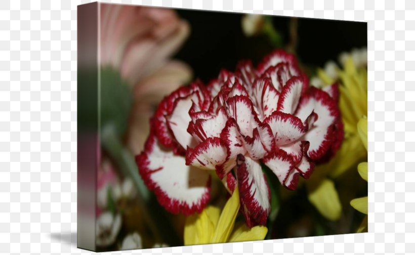 Carnation Red Imagekind White Flower, PNG, 650x504px, Carnation, Art, Canvas, Flora, Flower Download Free