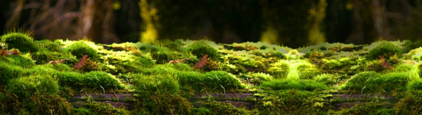 Forest, PNG, 1920x527px, Forest, Aquatic Plant, Biome, Ecosystem, Flora Download Free