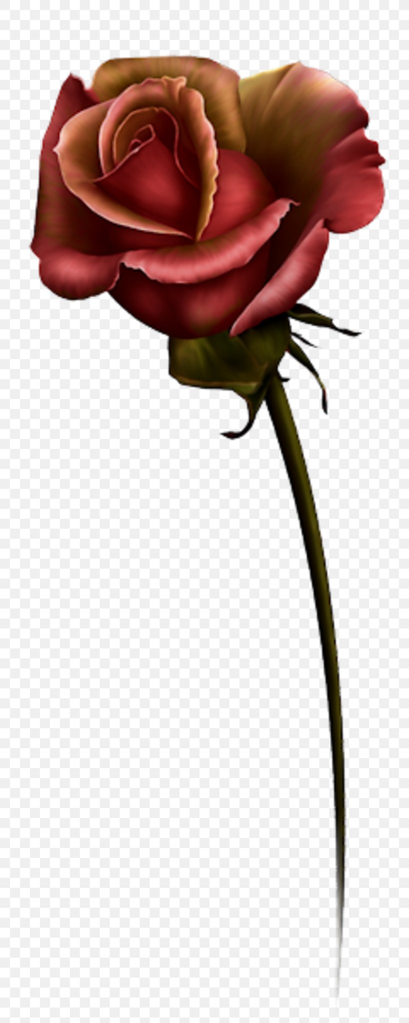Garden Roses Flower Clip Art, PNG, 800x2051px, Garden Roses, Art, Beach Rose, Cut Flowers, Floral Design Download Free