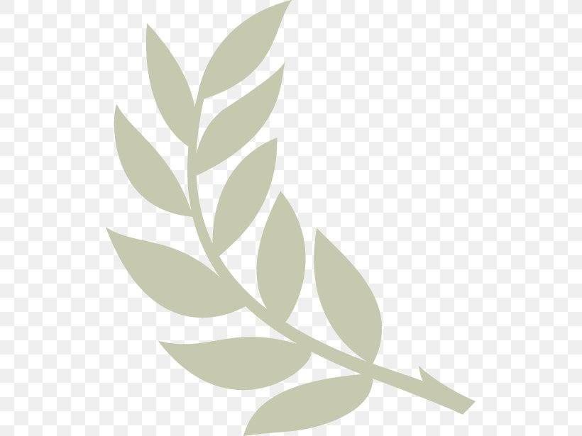 Olive Branch Church Stacy B. Windrow 5k, PNG, 521x615px, Olive Branch, Branch, Flower, Leaf, Olive Download Free