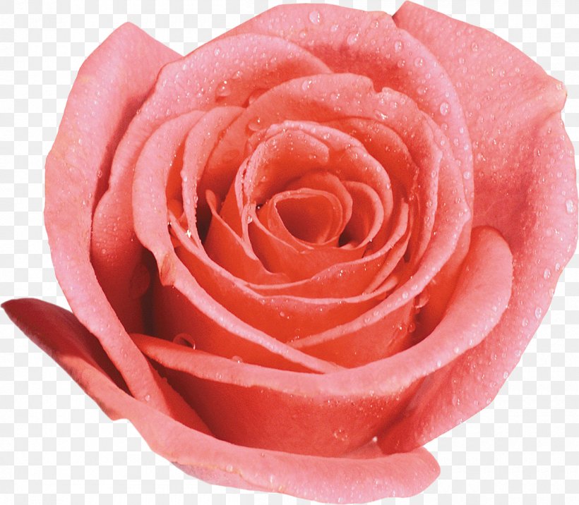Beach Rose Garden Roses Desktop Wallpaper Clip Art, PNG, 1200x1048px, Beach Rose, Close Up, Cut Flowers, Floribunda, Flower Download Free