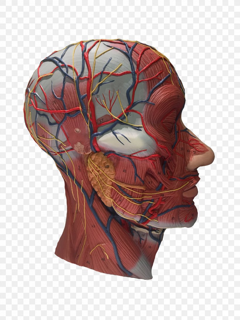 Facial Anatomy: Dissect And Inject Course Dissection Skull Head, PNG, 3024x4032px, Anatomy, Bone, Cadaver, Dissection, Education Download Free