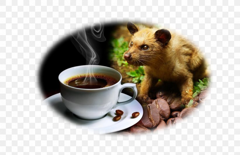 Kopi Luwak Coffee Bean Asian Palm Civet Indonesian Cuisine, PNG, 1197x775px, Kopi Luwak, Asian Palm Civet, Bizarre Foods With Andrew Zimmern, Cafe, Cat Download Free