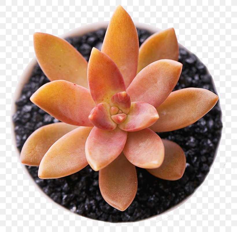 Aloe Vera Succulent Plant Houseplant, PNG, 800x800px, Aloe Vera, Aloe, Bonsai, Earring, Flower Download Free
