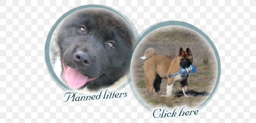 Dog Breed Puppy Snout, PNG, 900x433px, Dog Breed, Breed, Carnivoran, Crossbreed, Dog Download Free