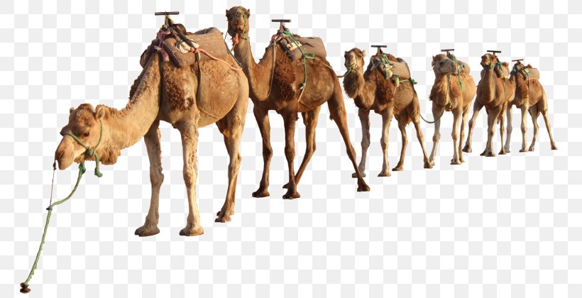 Dromedary Bactrian Camel Sahara Desert Clip Art, PNG, 768x420px, Dromedary, Animal, Arabian Camel, Arabian Desert, Bactrian Camel Download Free