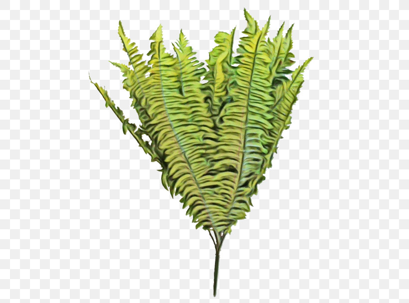 Fern, PNG, 500x608px, Watercolor, Caulerpa, Fern, Ferns And Horsetails, Flower Download Free