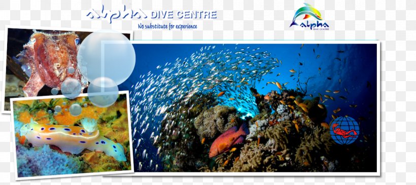 Graphic Design Marine Biology Desktop Wallpaper Stock Photography, PNG, 1168x520px, Marine Biology, Animal, Aquarium, Biology, Computer Download Free
