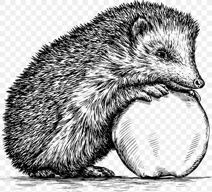 Hedgehog Drawing Royalty-free Illustration, PNG, 885x802px, Hedgehog, Art, Beaver, Black And White, Carnivoran Download Free