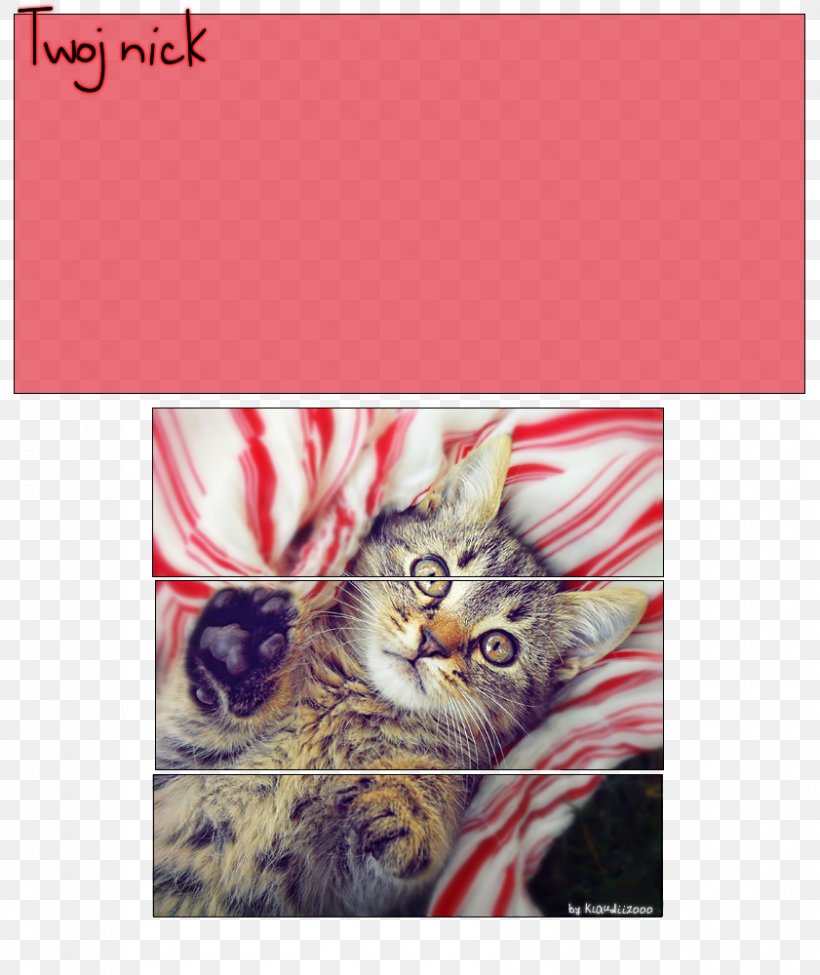 Kitten Whiskers Font, PNG, 841x1000px, Kitten, Carnivoran, Cat, Cat Like Mammal, Photo Caption Download Free