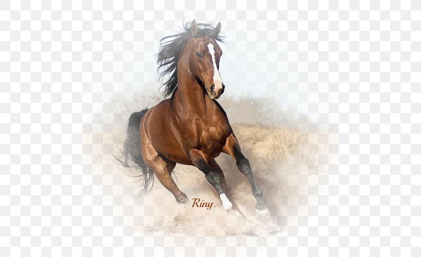 Arabian Horse Canadian Horse Gallop Horse Breed Black, PNG, 500x500px, Arabian Horse, Bay, Black, Bridle, Canadian Horse Download Free