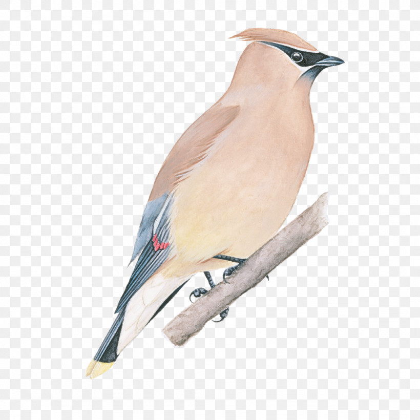 Bird Cedar Waxwing Waxwing Beak Perching Bird, PNG, 1024x1024px, Bird, Beak, Cedar Waxwing, Perching Bird, Waxwing Download Free