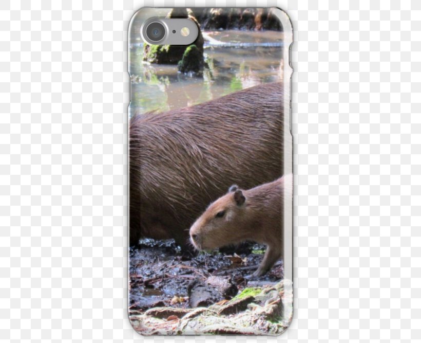 Capybara Otter Fauna Snout Wildlife, PNG, 500x667px, Capybara, Fauna, Mammal, Otter, Rodent Download Free