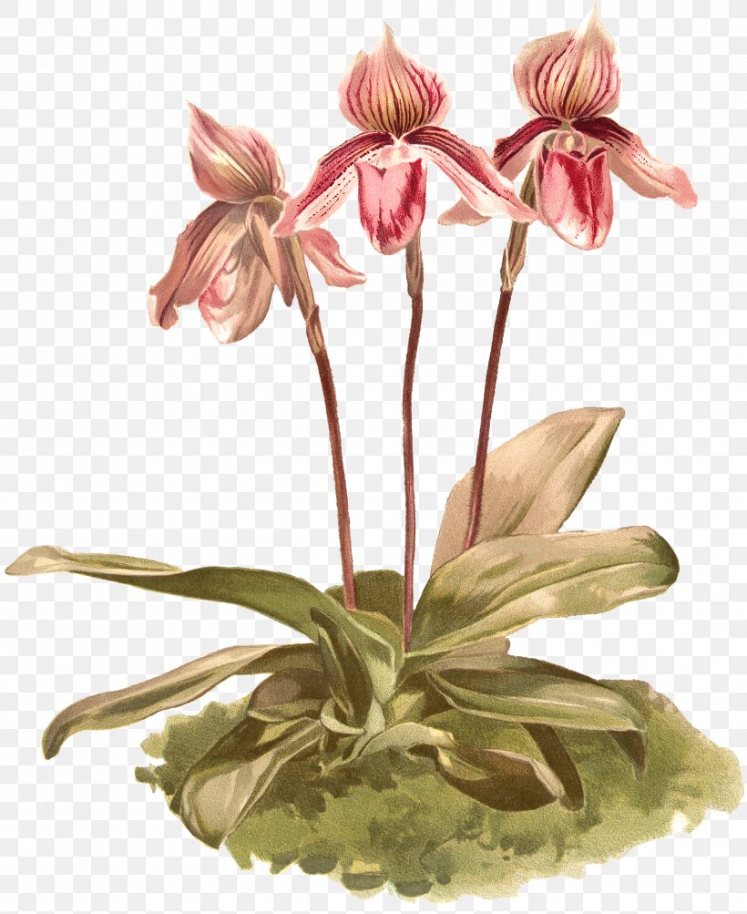 Jersey Lily Cut Flowers Floral Design Flowerpot, PNG, 2451x3000px, Jersey Lily, Amaryllis, Amaryllis Belladonna, Belladonna, Cut Flowers Download Free