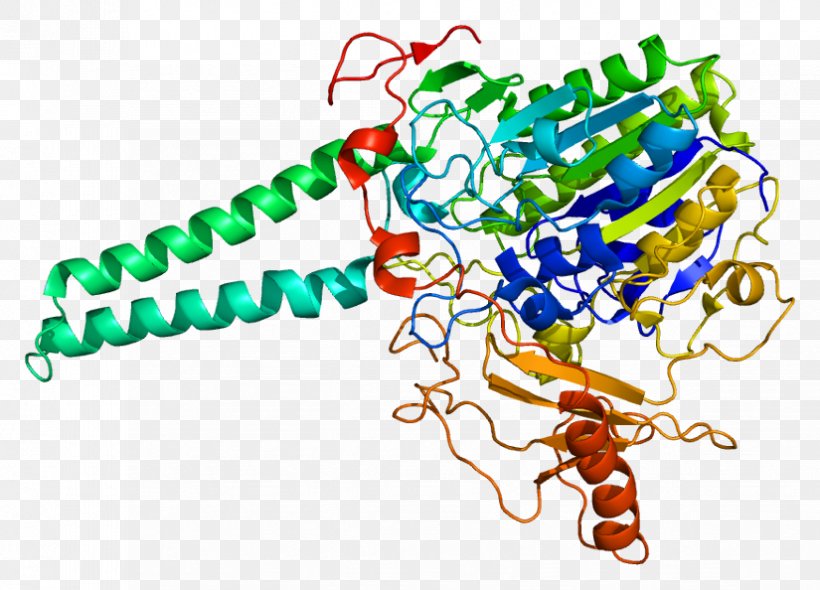 Steroid Sulfatase X-linked Ichthyosis Iduronate-2-sulfatase, PNG, 825x594px, Steroid Sulfatase, Arylsulfatase, Body Jewelry, Encyclopedia, Enzyme Download Free