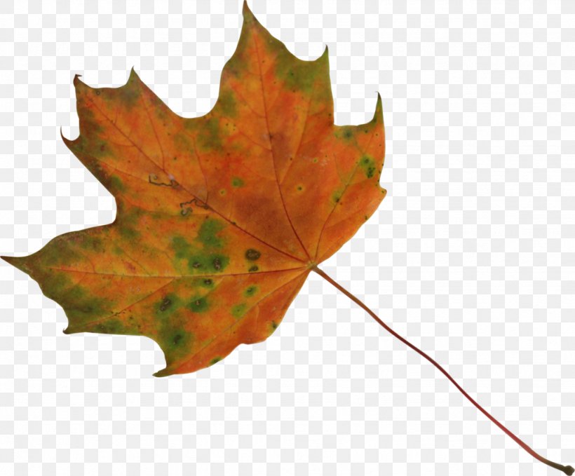 Sugar Maple Japanese Maple Maple Leaf, PNG, 1024x848px, Sugar Maple, Autumn Leaf Color, Flag Of Canada, Green, Japanese Maple Download Free