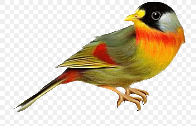 The Birds Of Australia Clip Art, PNG, 800x527px, Bird, Beak, Birds Of Australia, Drawing, Emberizidae Download Free