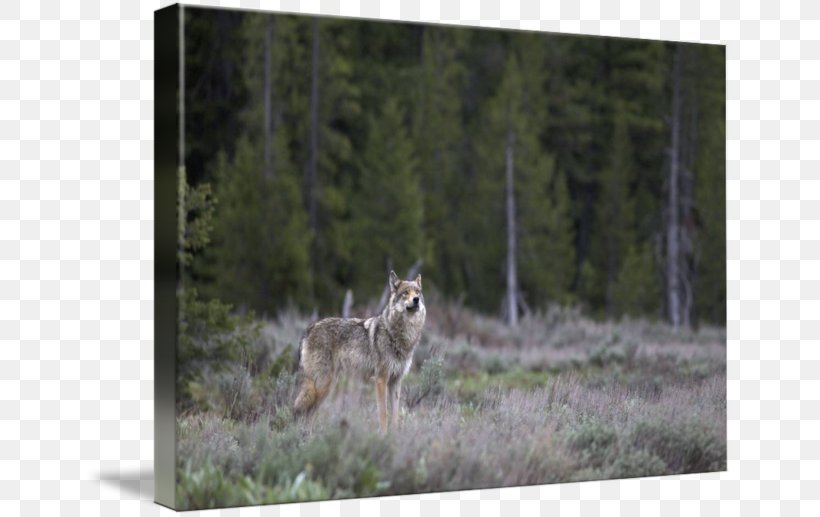 Coyote Gray Wolf Ecosystem Fauna National Park, PNG, 650x517px, Coyote, Dog Like Mammal, Ecosystem, Fauna, Forest Download Free