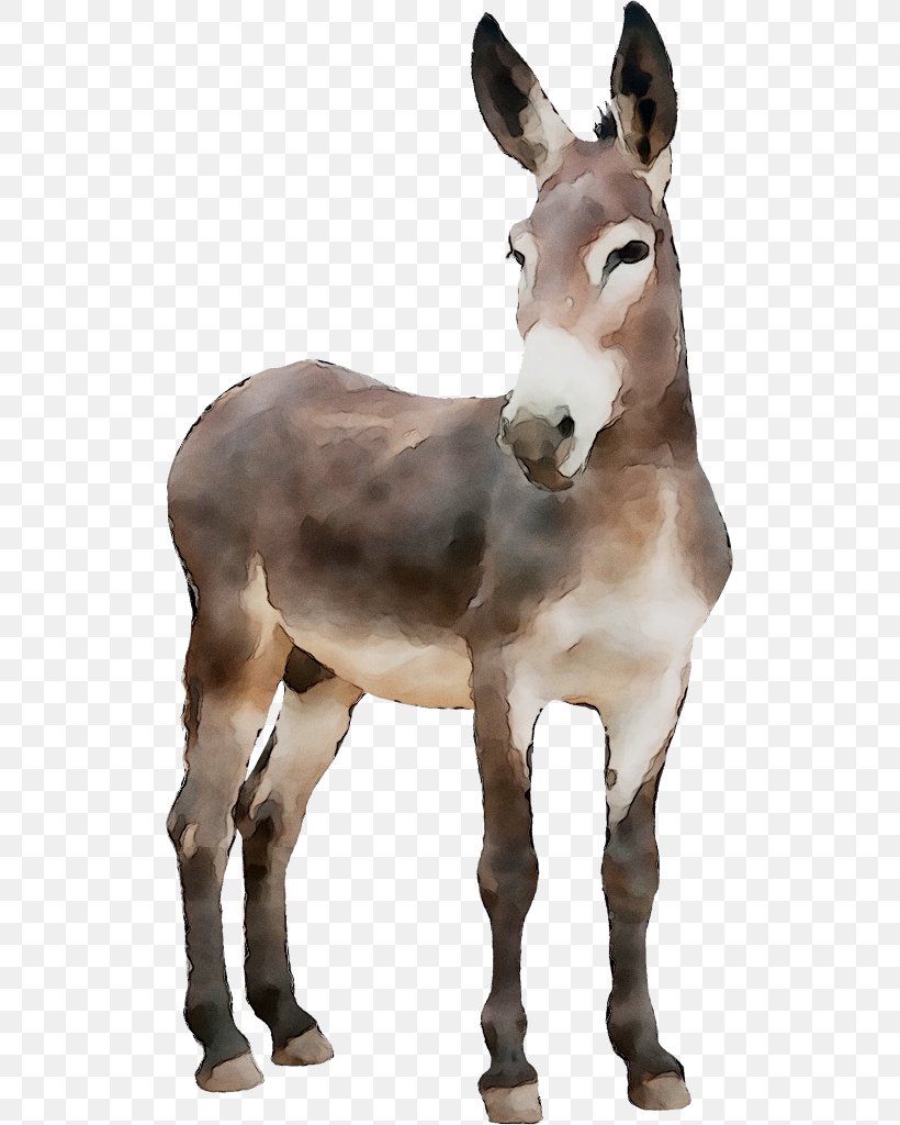 Lund University Foal Hackney City Farm Mustang Lunds Universitet Inst F Kliniska Vetenskaper, PNG, 517x1024px, Lund University, Animal, Animal Figure, Bridle, Burro Download Free