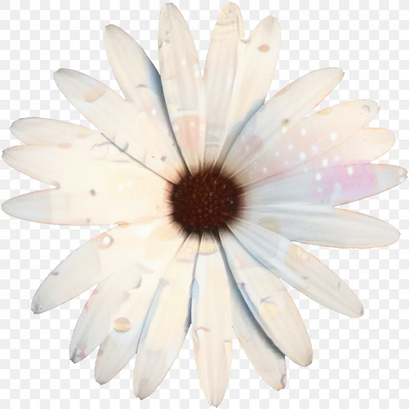 Oxeye Daisy Petal Cut Flowers, PNG, 1670x1670px, Oxeye Daisy, African Daisy, Aster, Barberton Daisy, Camomile Download Free