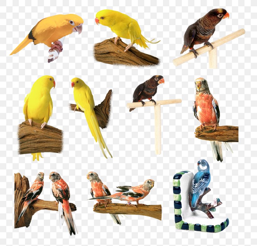 Parrot Bird Parakeet Clip Art, PNG, 1024x980px, Parrot, Animal, Animal Figure, Beak, Bird Download Free
