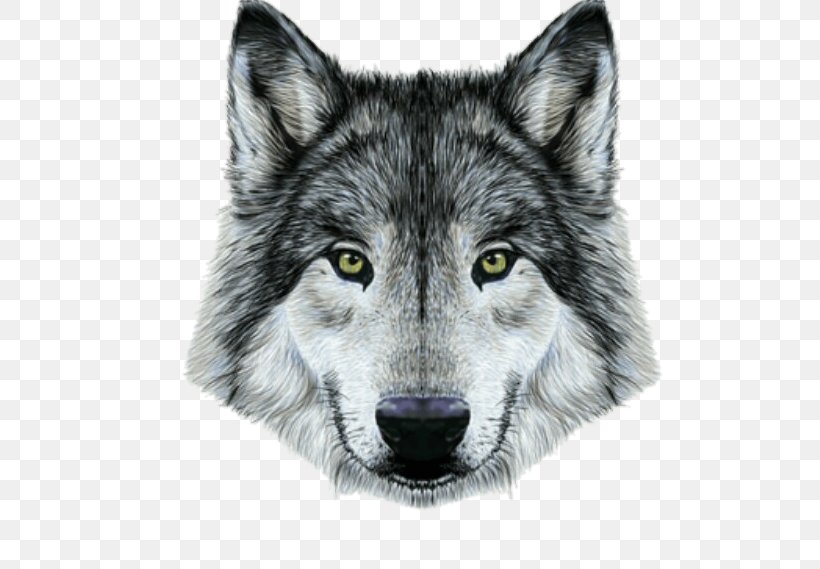 Gray Wolf Drawing Portrait Royalty-free, PNG, 540x569px, Gray Wolf, Art, Canis Lupus Tundrarum, Carnivoran, Coyote Download Free