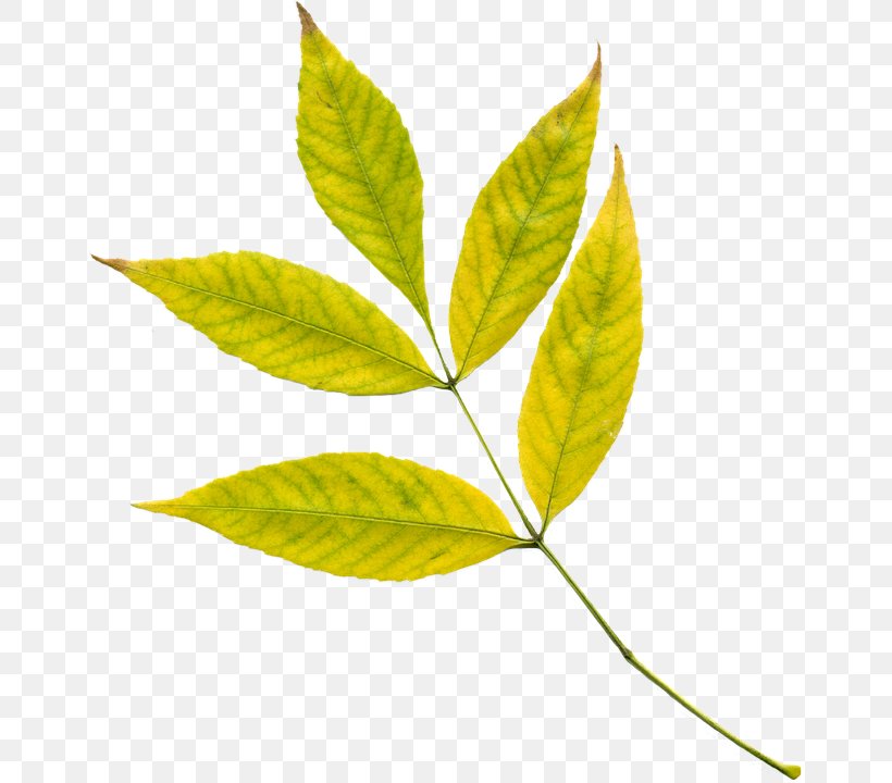 Autumn Leaf Color Yellow Clip Art, PNG, 656x720px, Autumn Leaf Color, Autumn, Leaf, Plant, Plant Stem Download Free