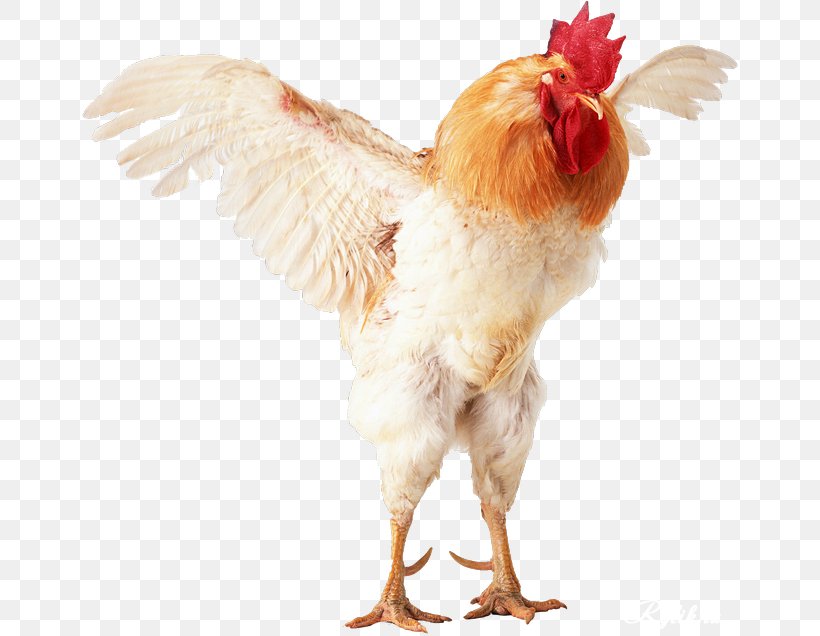 Brahma Chicken In Studio Brahma, Gray, Farm, Bird PNG Transparent Image and  Clipart for Free Download