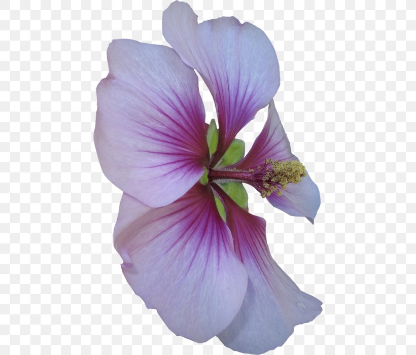 Common Hibiscus Shoeblackplant Roselle Flower, PNG, 452x700px, Common Hibiscus, Designer, Flower, Flowering Plant, Geraniaceae Download Free