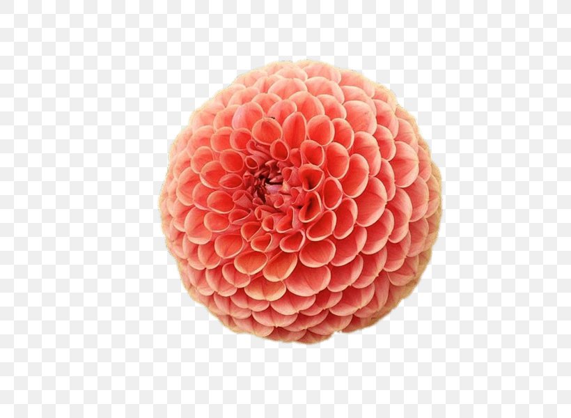 Dahlia, PNG, 800x600px, Dahlia, Flower, Peach Download Free