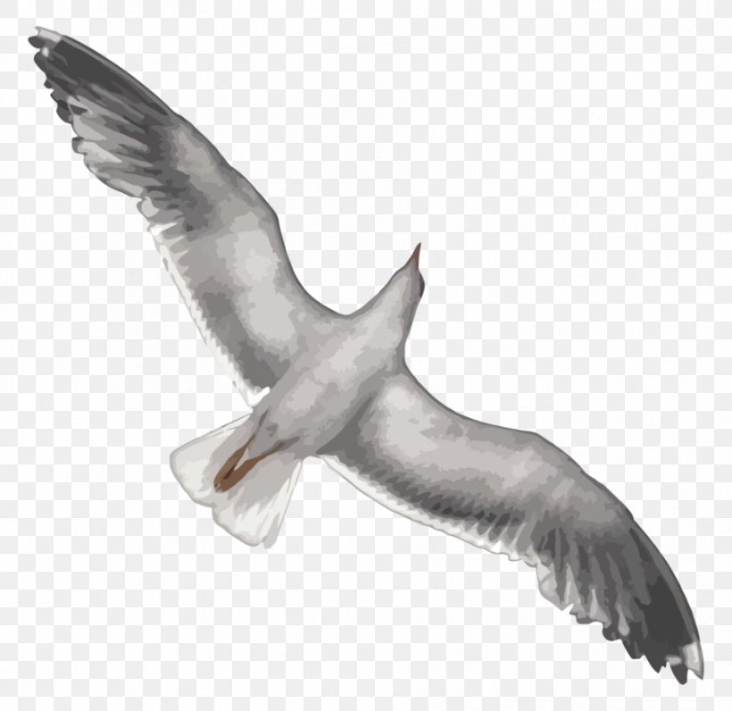 Gulls European Herring Gull Digital Art, PNG, 907x881px, Gulls, Art, Beak, Bird, Buzzard Download Free